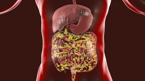 Gut Microbiome-The Inspiration